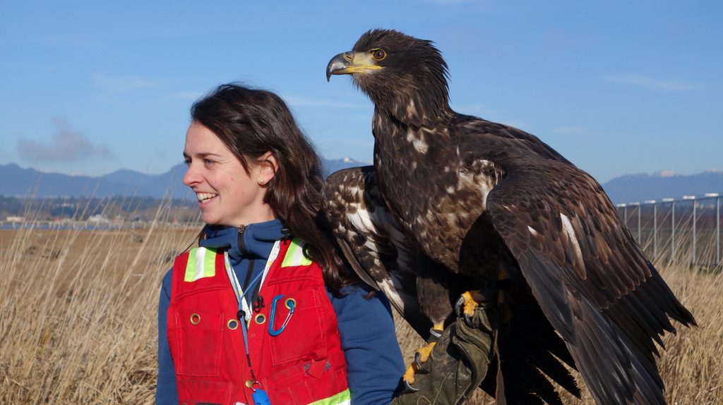 Emily and Hercules, the Bald Eagle, scan the shoreline for targets at YVR