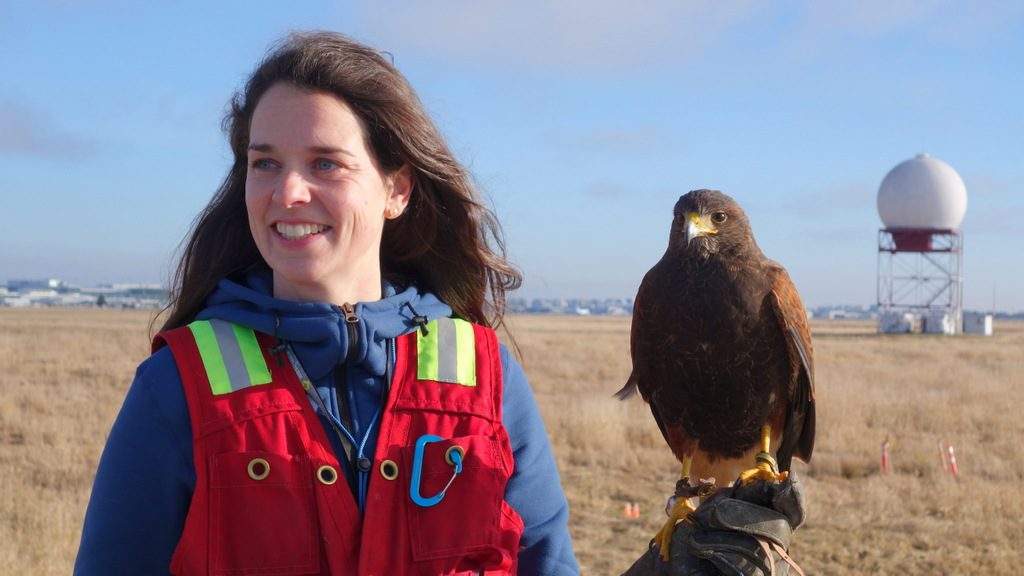 Emily Fleming, Raptor Biologist with Pacific Northwest Raptors, and Goliath, the Harris' Hawk, in front of YVR's radar "golf ball"