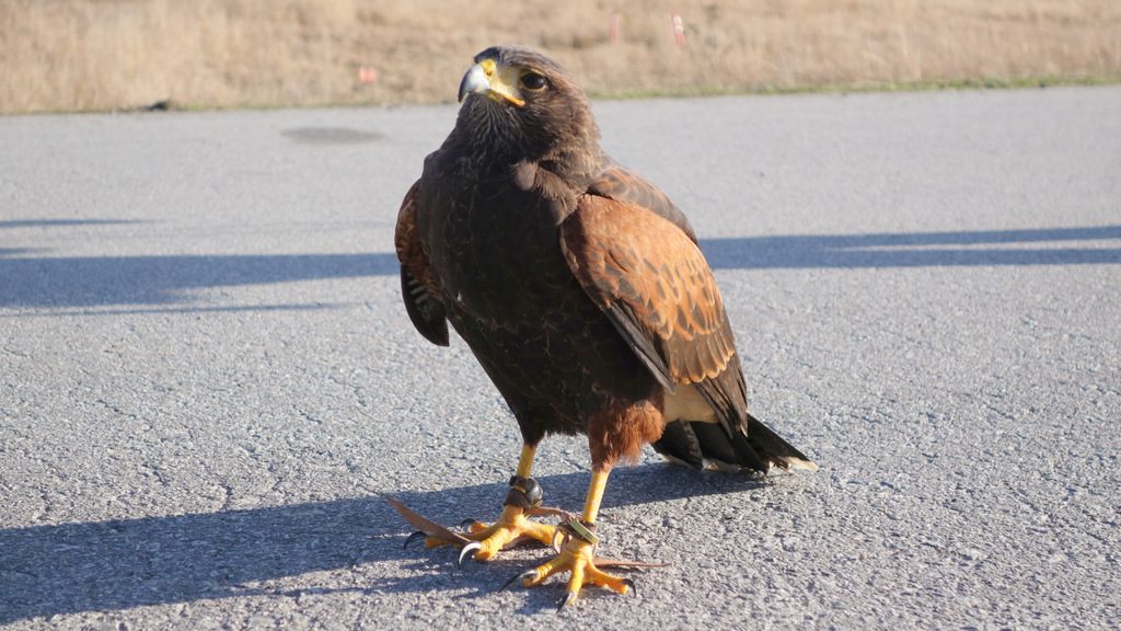 Goliath, the Harris' Hawk, poses for his portrait at YVR
